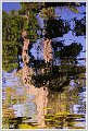 Reflets maulévriers
